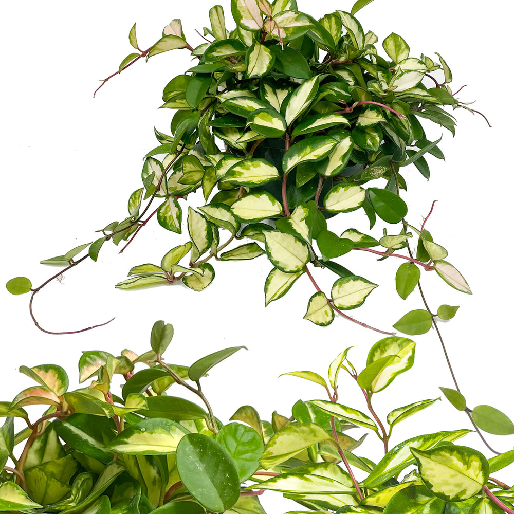 Hoya carnosa 'Exotica'
