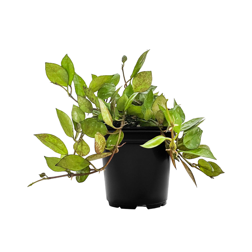 Hoya Krohniana 'Black' Small