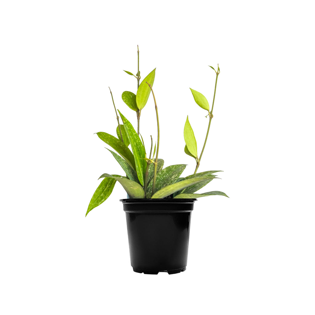 Hoya Rangsan Small