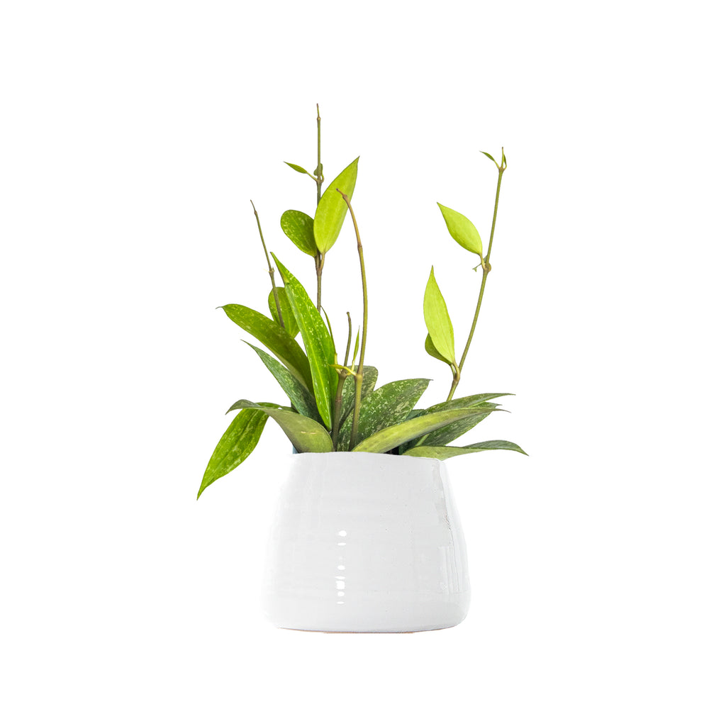 Hoya Rangsan Small
