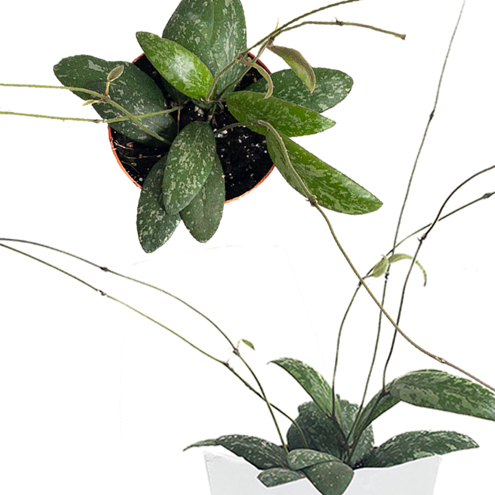 Hoya sigillatis 'Round Leaf'