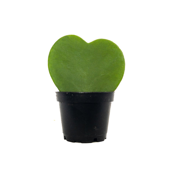 Hoya Sweetheart - Mini / Grow
