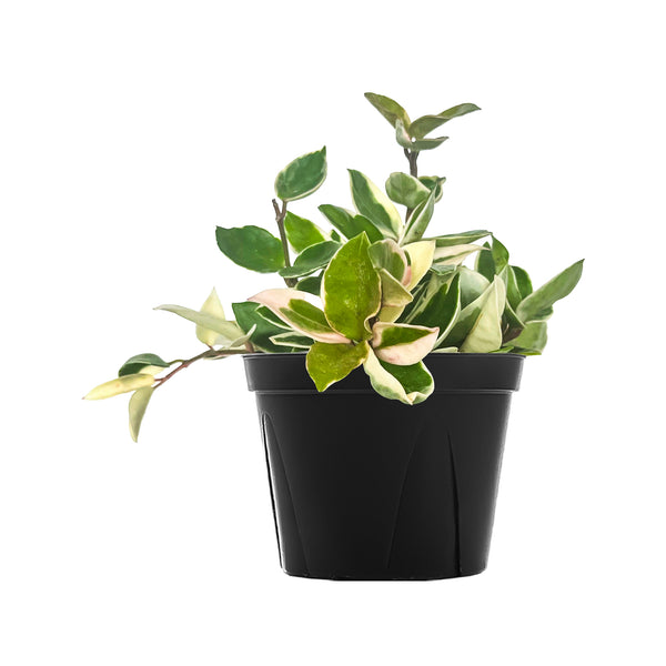 Hoya Tricolor - Large / Grow