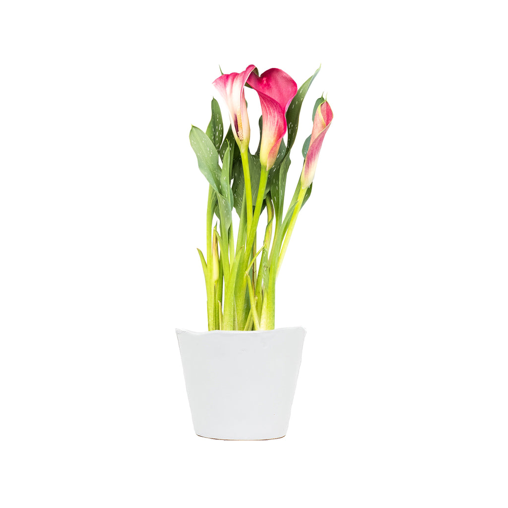 Captain Violetta Calla Lily
