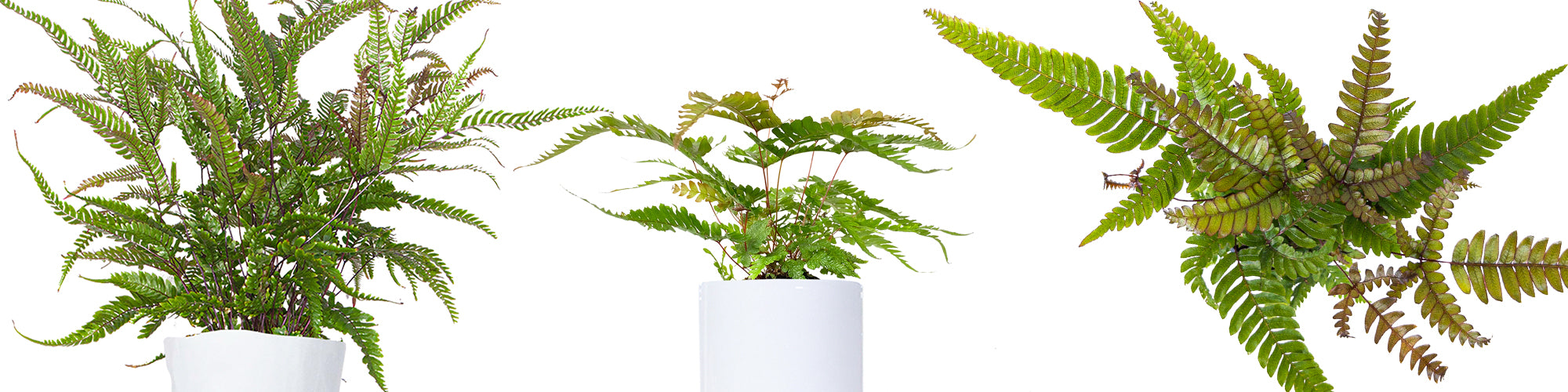 Japanese Painted Fern