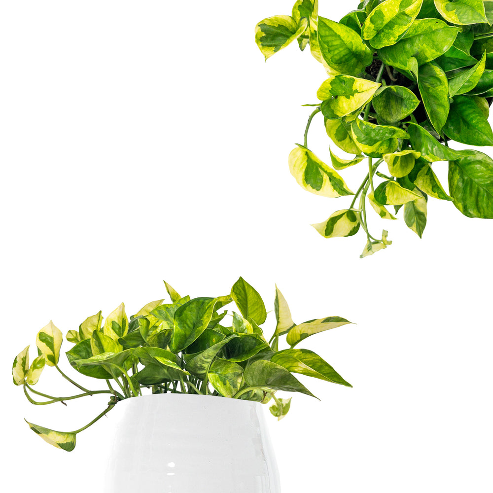 Lemon Meringue Pothos