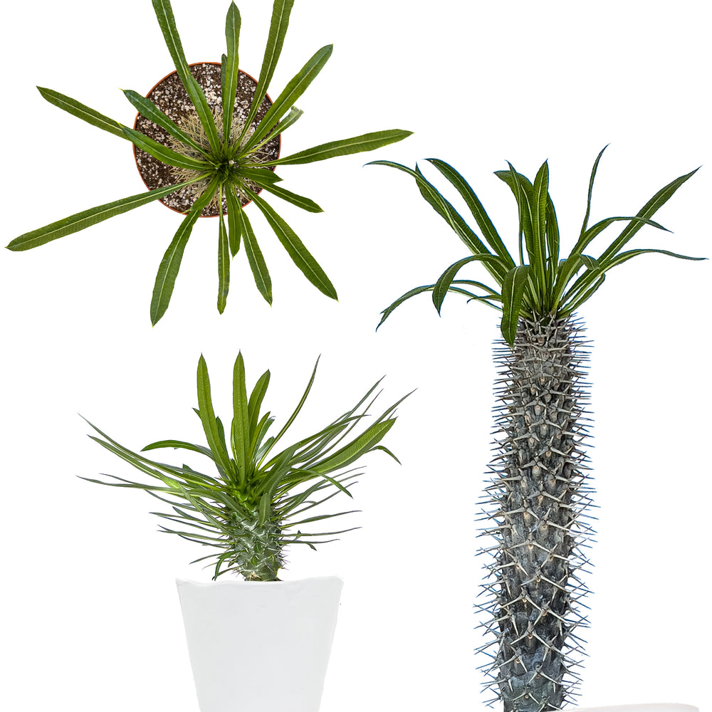 Madagascar Palm Care