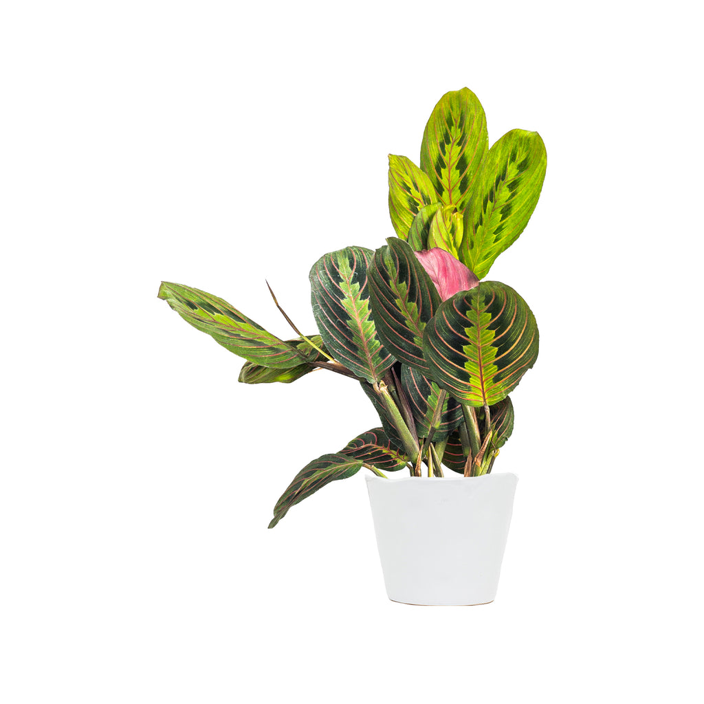 Maranta Red Small