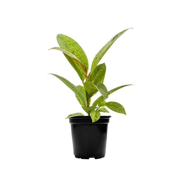 Ficus shivereana 'Moonshine' Small
