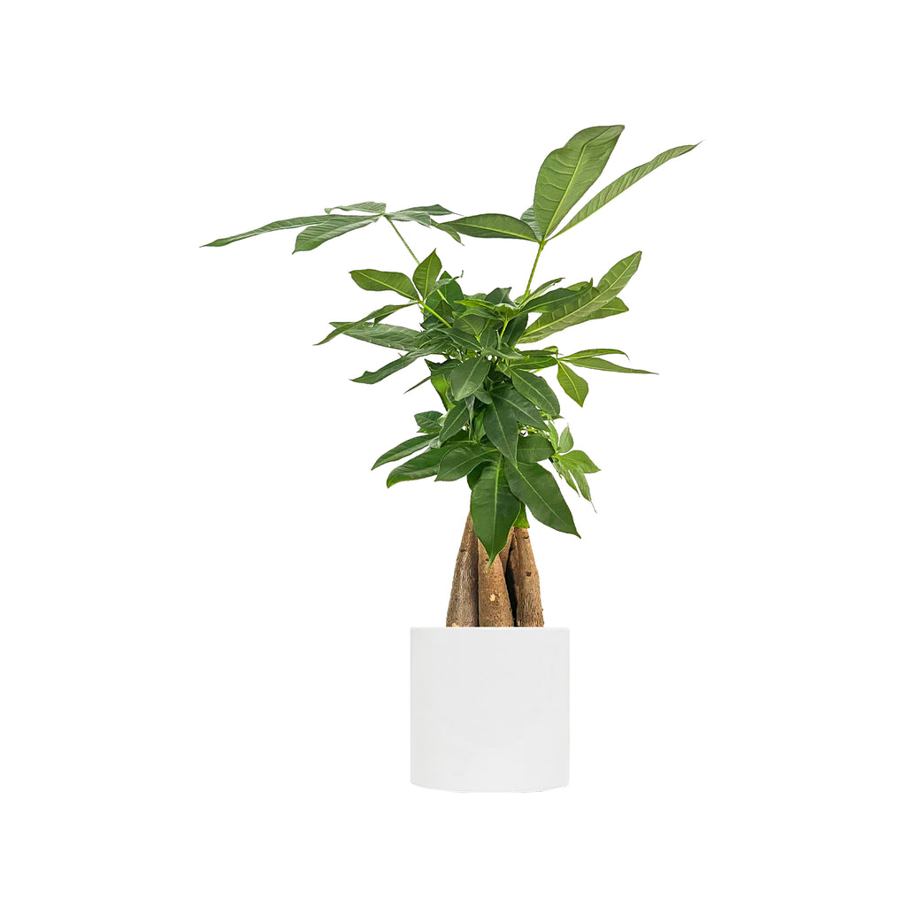 Money Tree Small