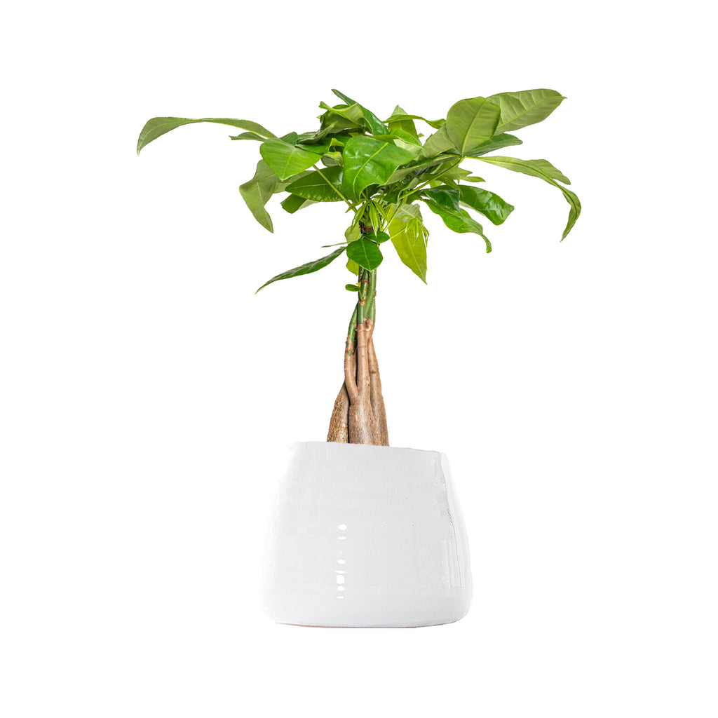 Money Tree Large