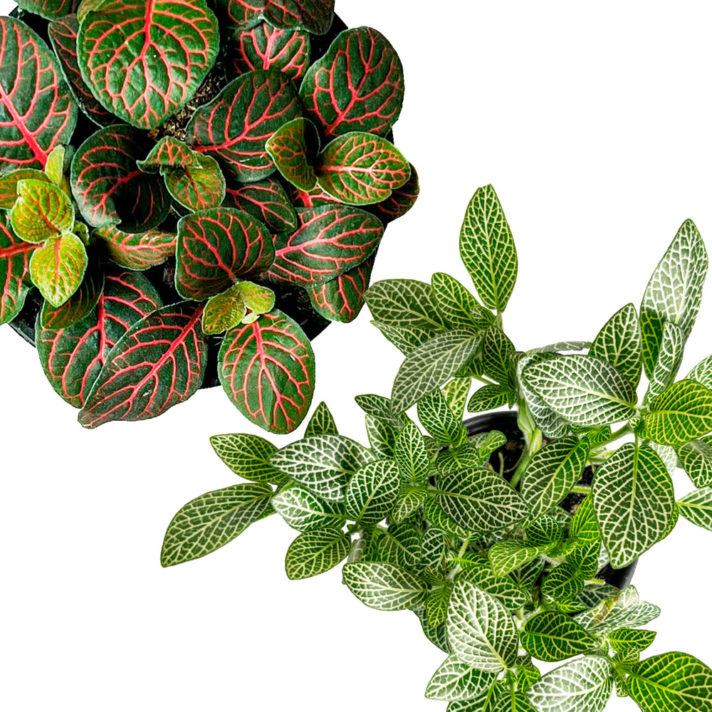 Nerve Plant