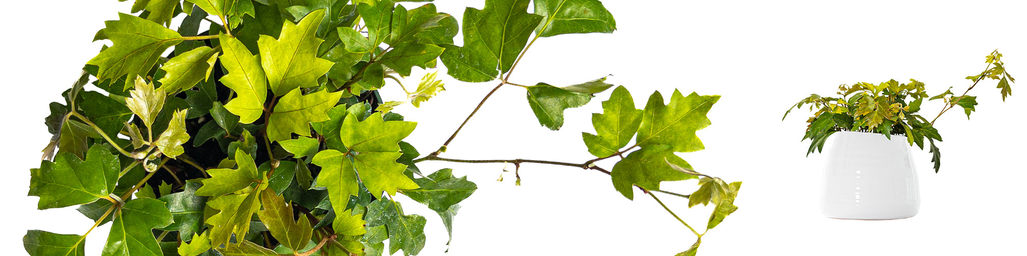 Oak Leaf Ivy