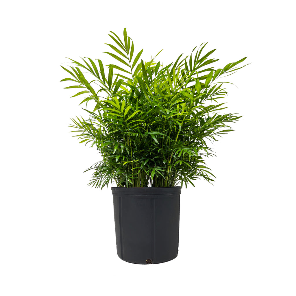 Parlor Palm Extra Large