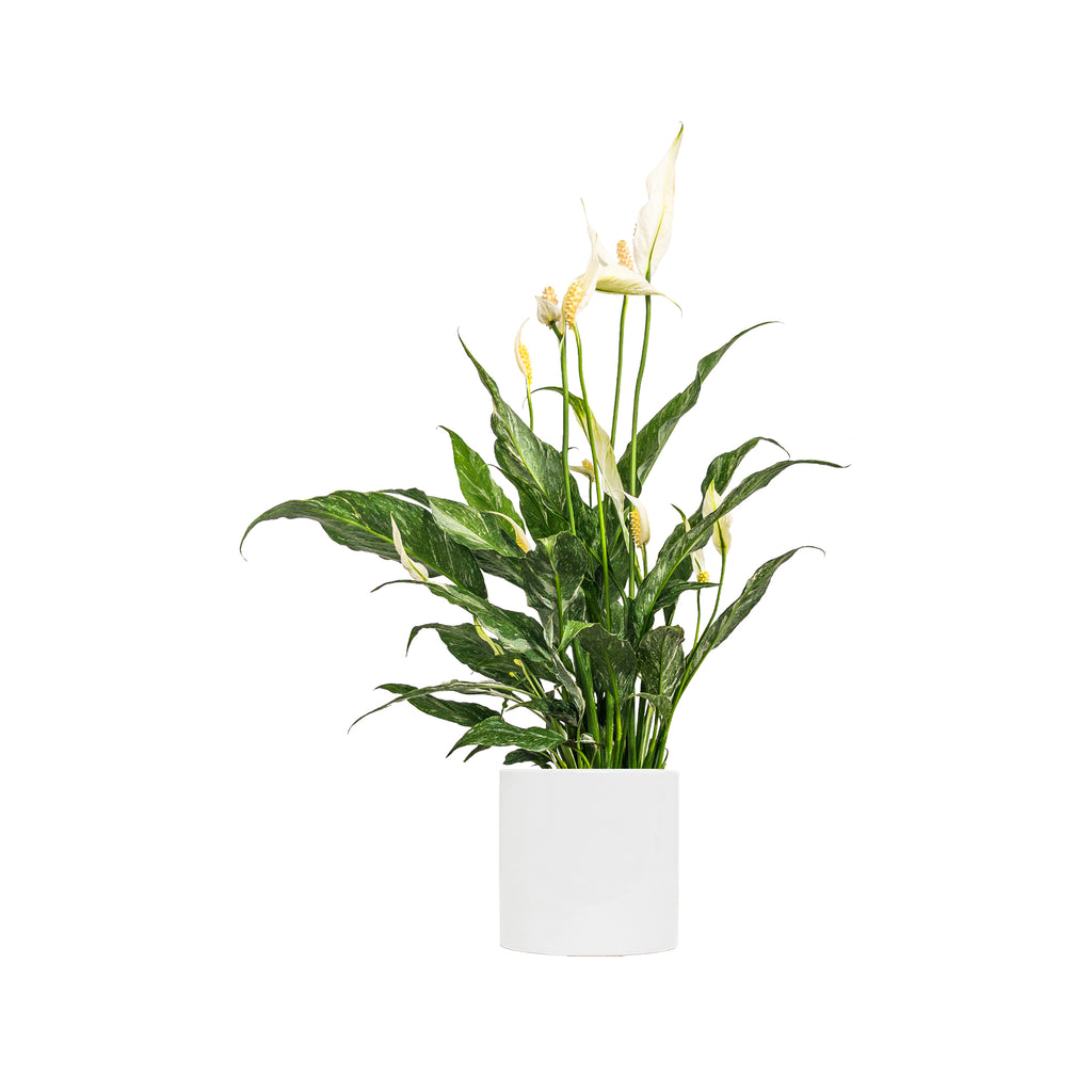 Peace Lily Domino Large