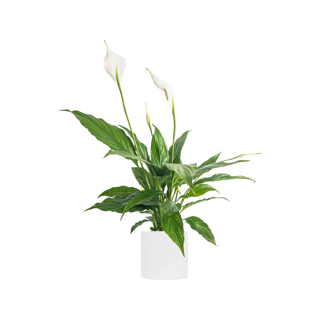 Peace Lily Flower Bunch Small