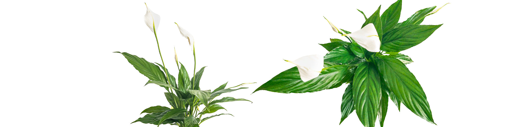 Peace Lily Flower Bunch