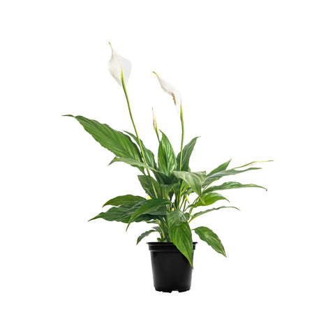 Peace Lily Flower Bunch Small
