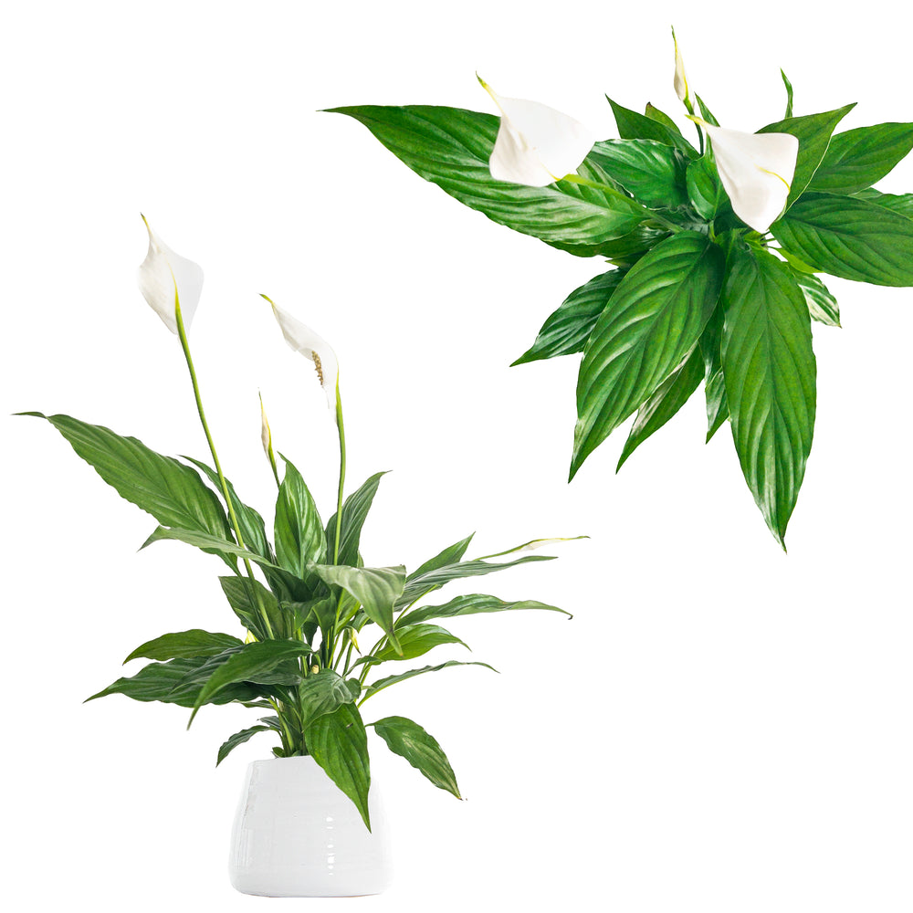 Peace Lily Flower Bunch