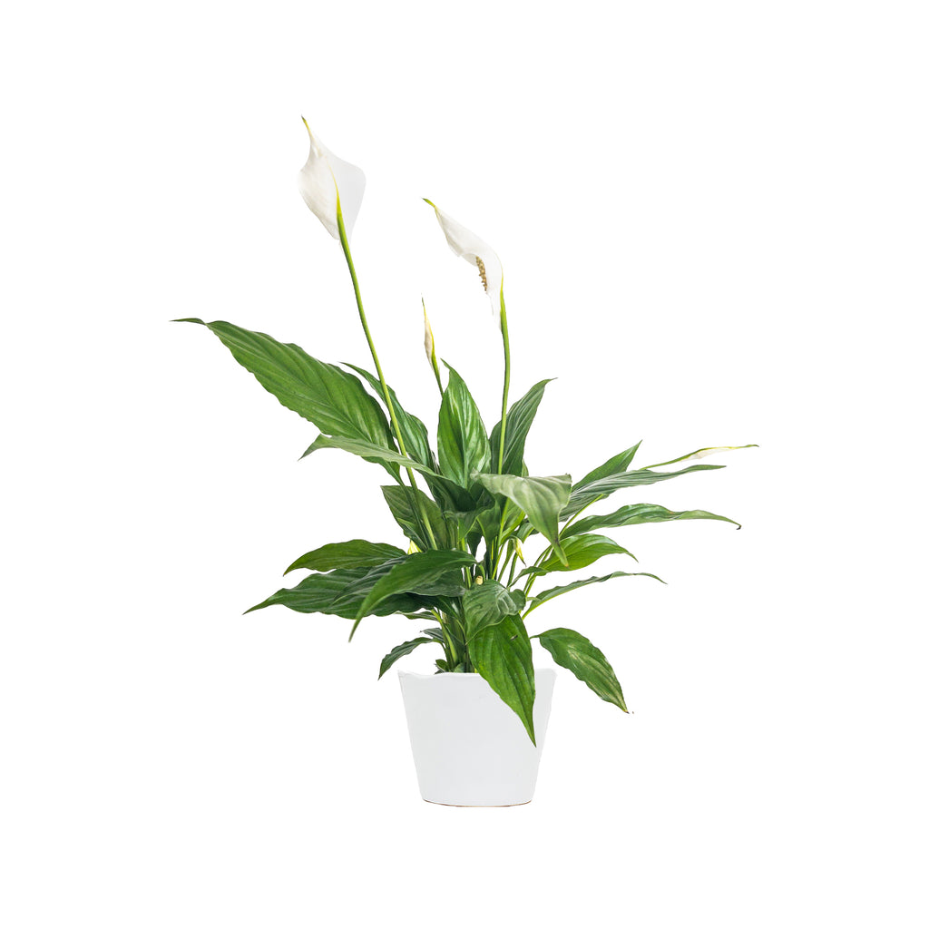 Peace Lily Flower Bunch Small
