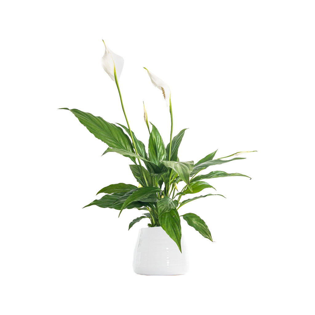Peace Lily Flower Bunch Small