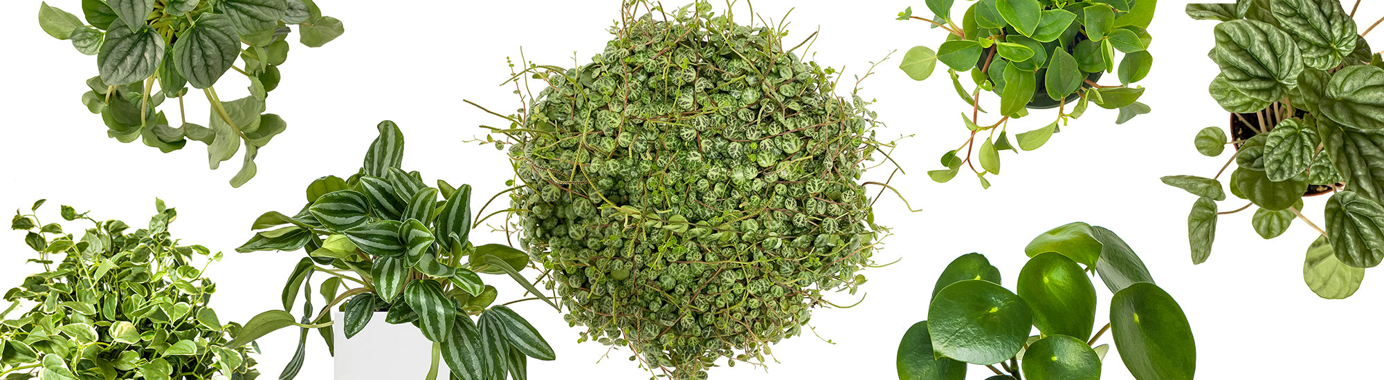 Peperomia Care