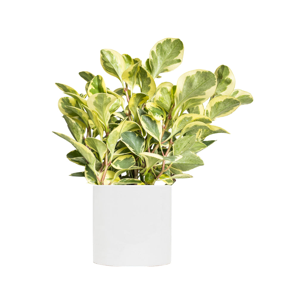 Peperomia Golden Gate Large