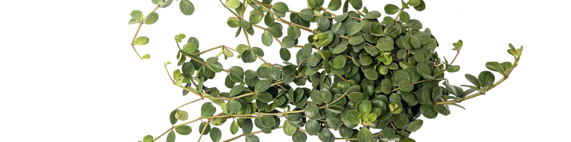 Peperomia Hope