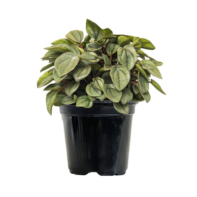 Peperomia Napoli Nights Small