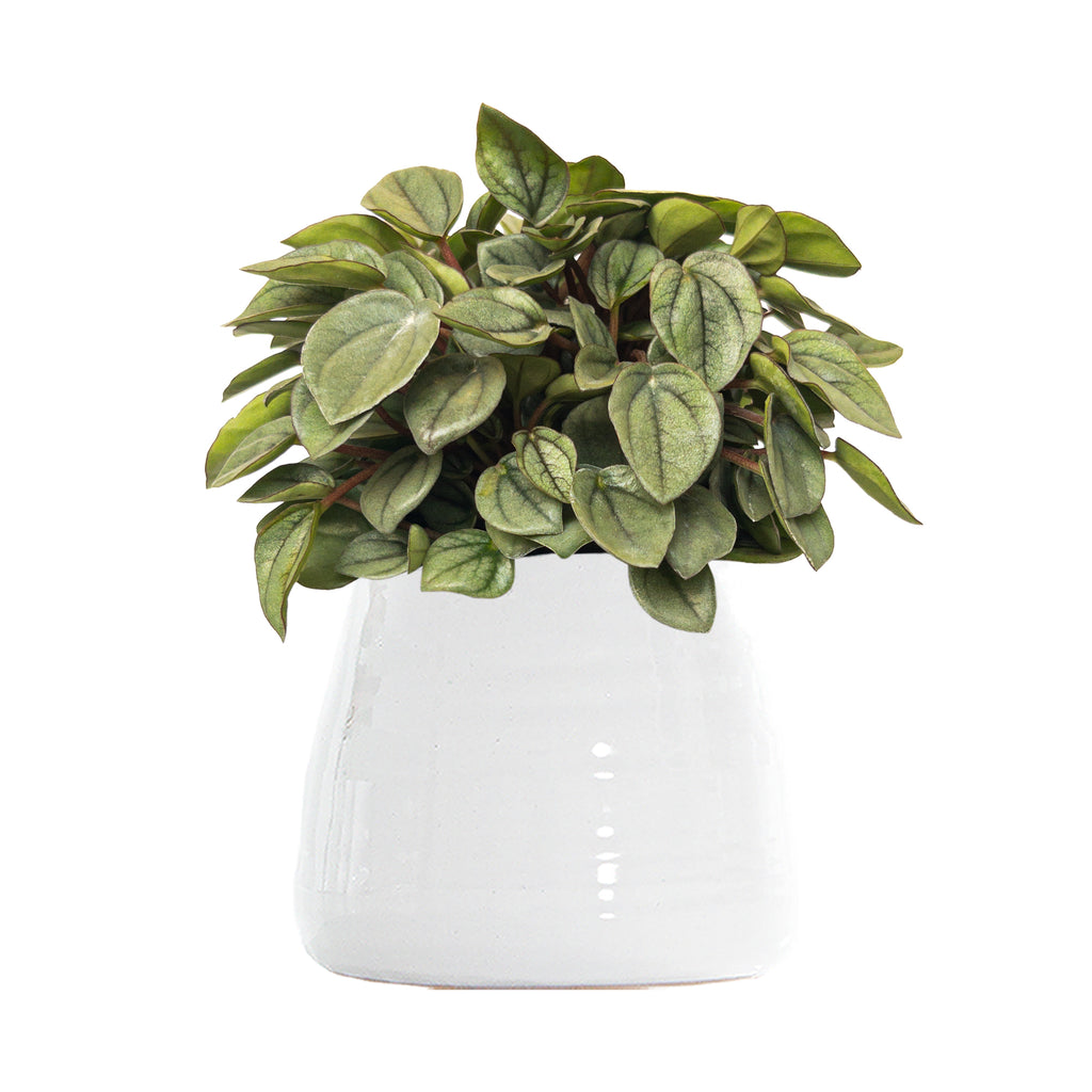 Peperomia Napoli Nights Small