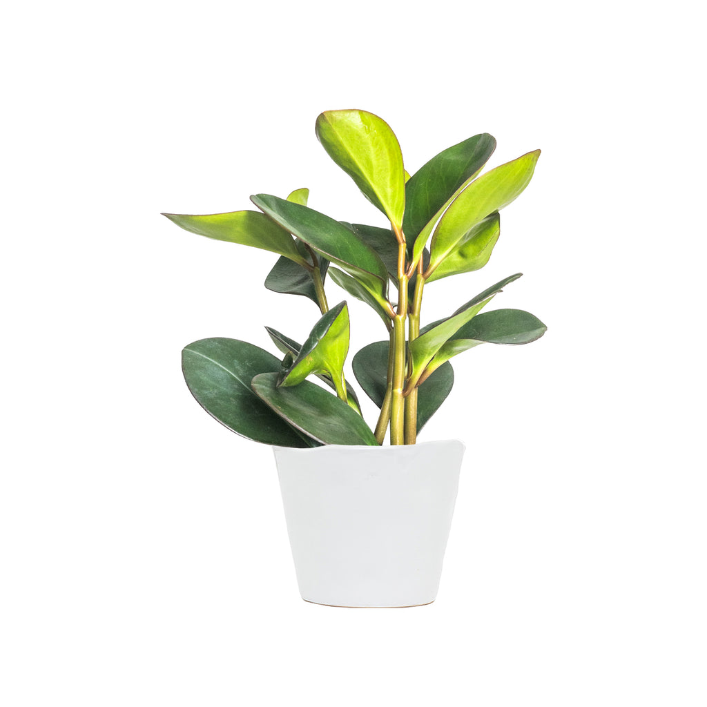 Peperomia Red Edge Small