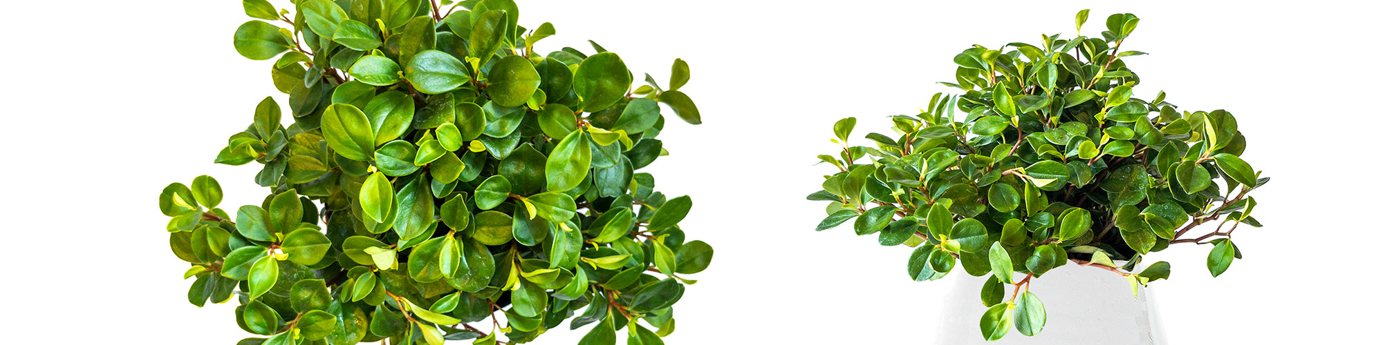 Peperomia cubensis