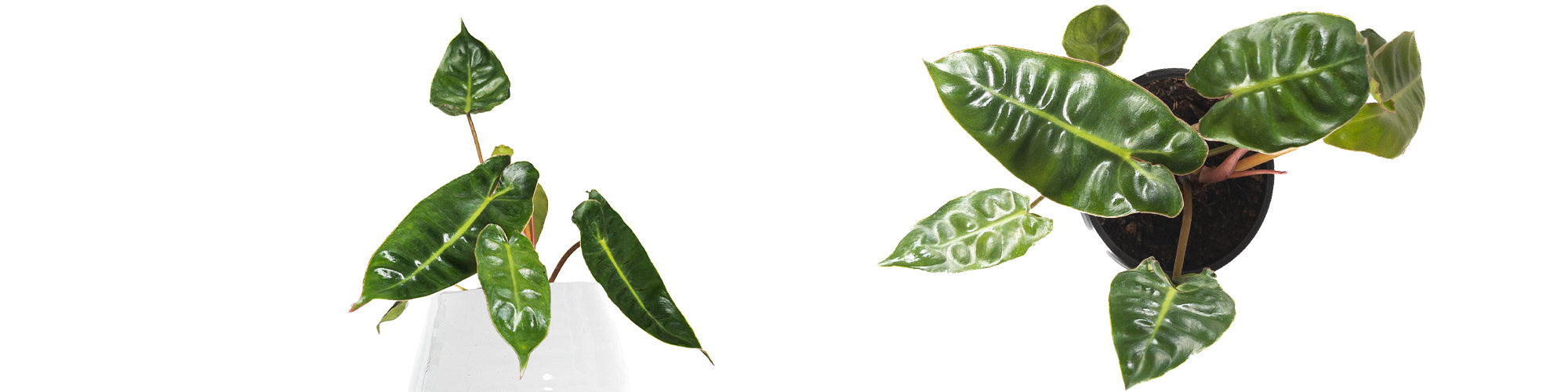 Philodendron billietiae