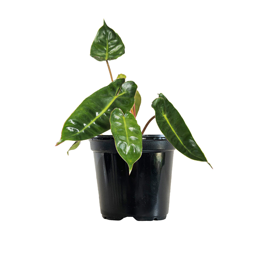 Philodendron 'Billie' Small