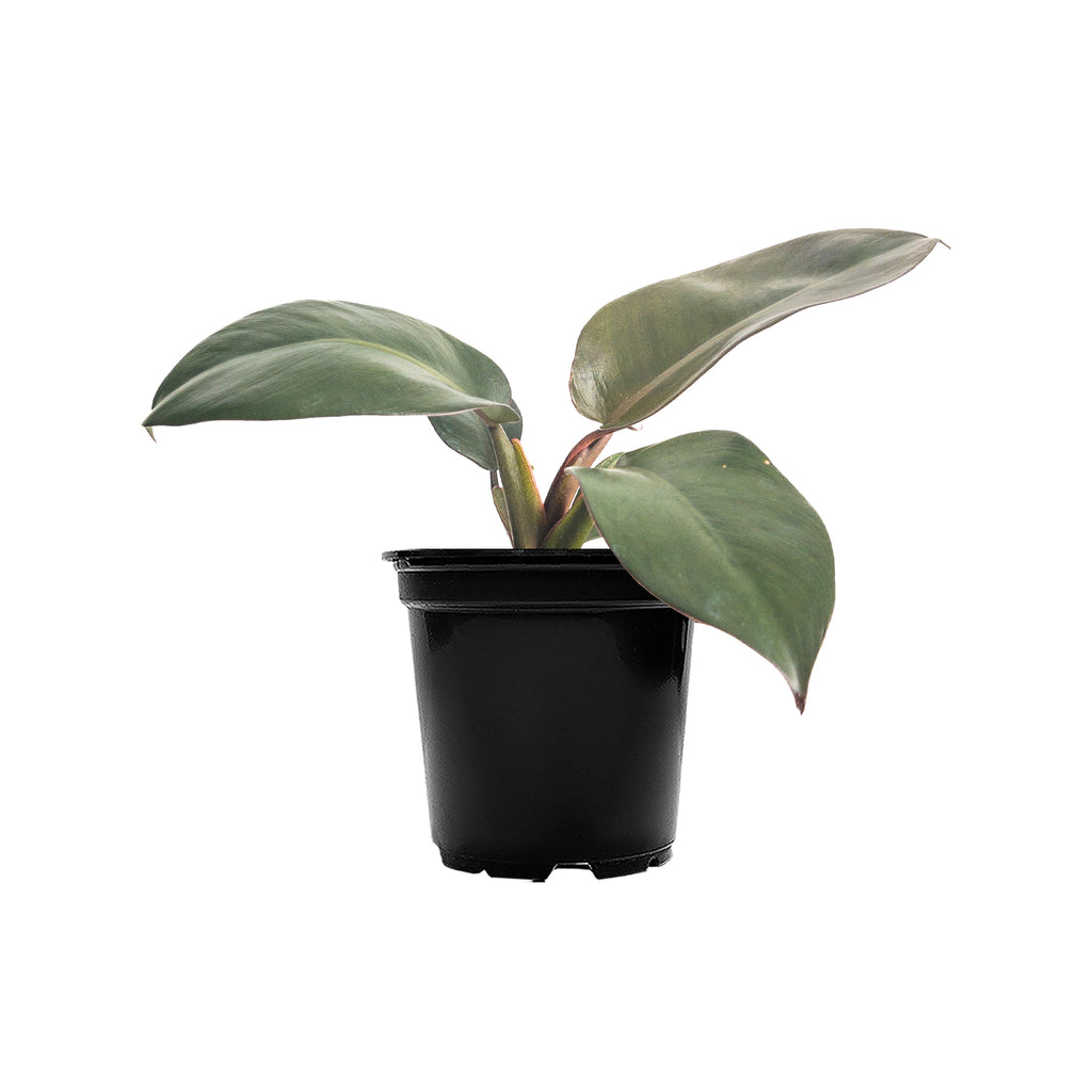 Philodendron Black Cardinal Small