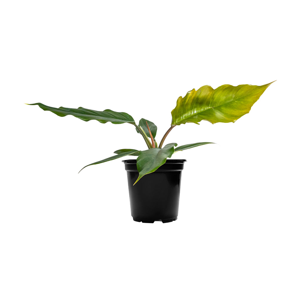 Philodendron 'Choco Empress' Small