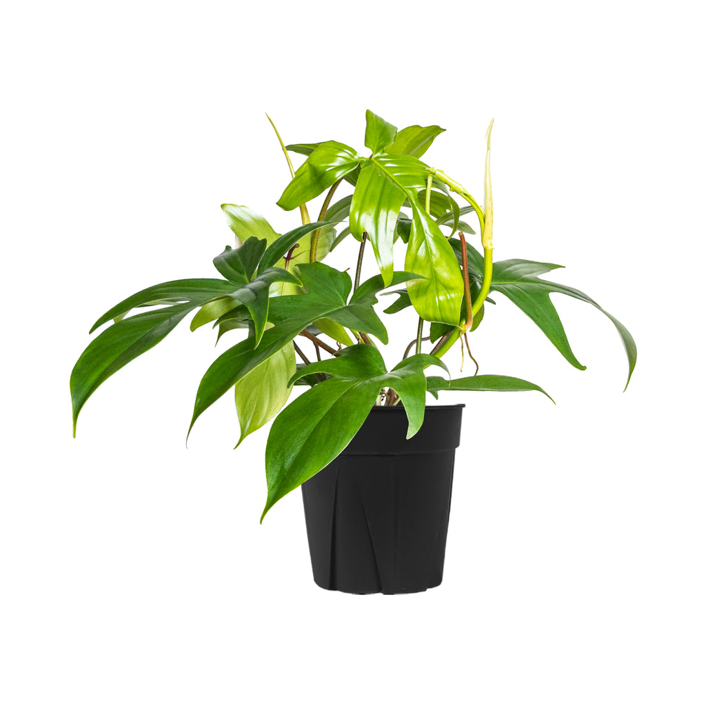 Philodendron Florida Green Large
