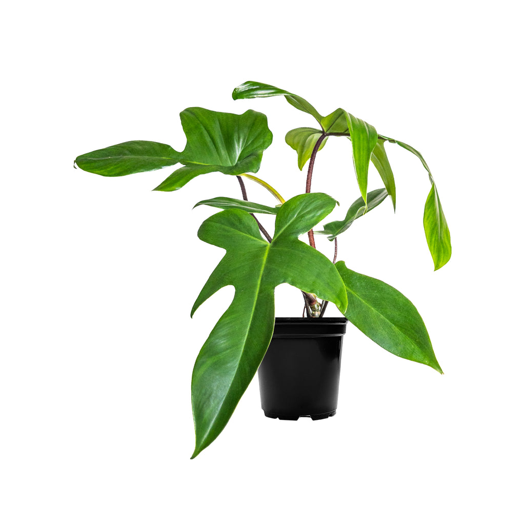 Philodendron Florida Green Small