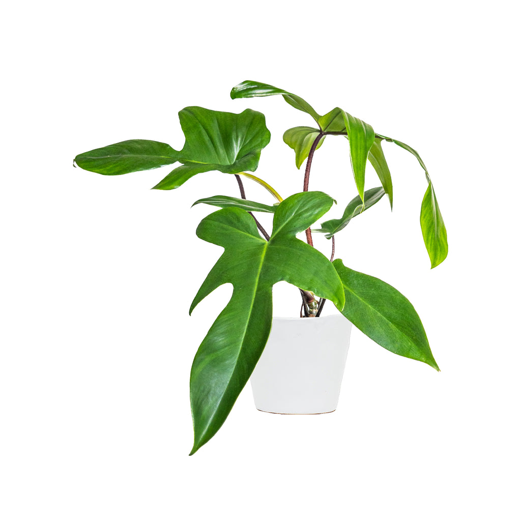 Philodendron Florida Green Small