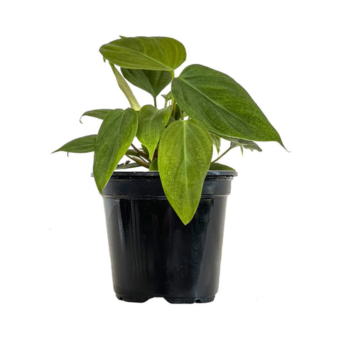 Philodendron Fuzzy Petiole Large