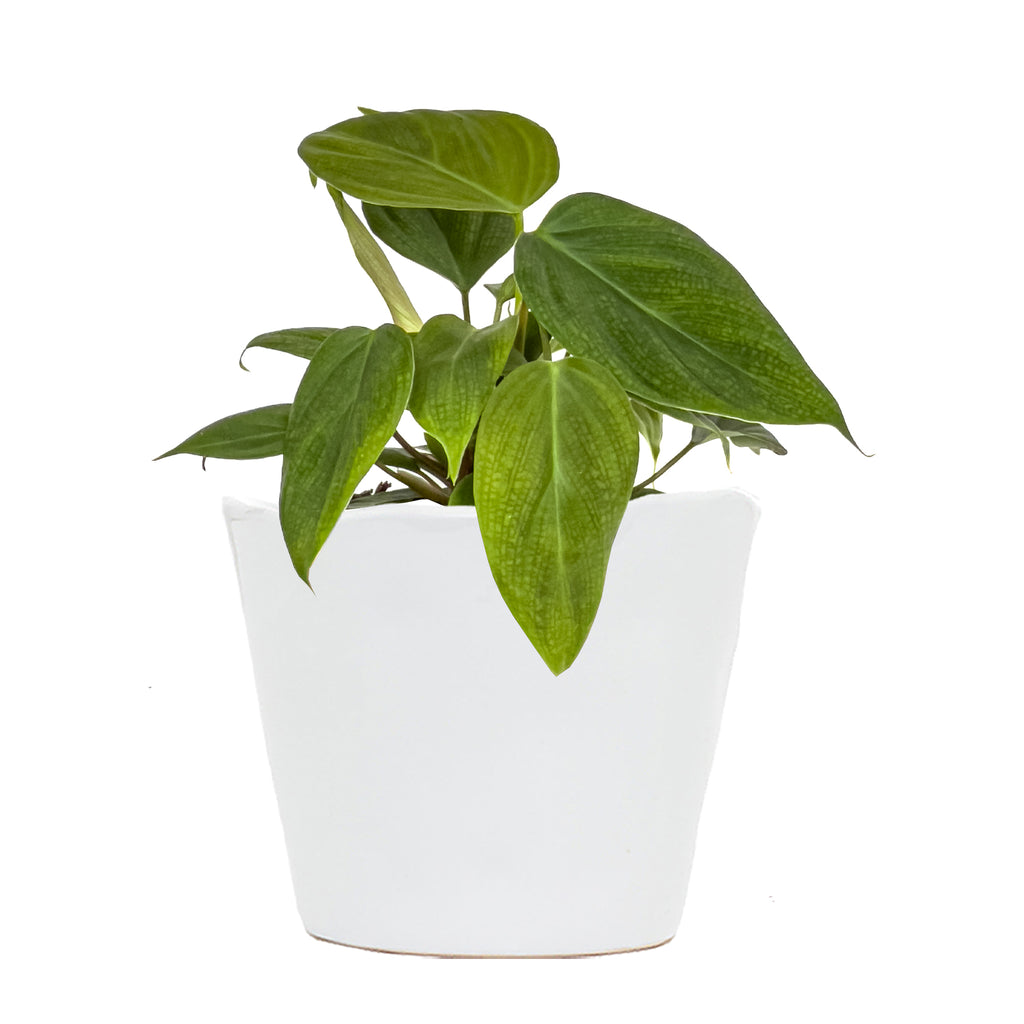 Philodendron Fuzzy Petiole