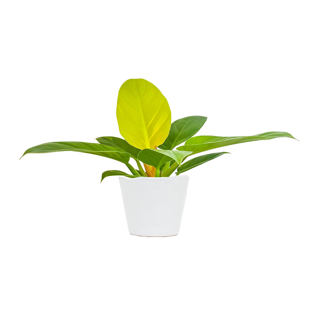 Philodendron Golden Melinonii Small