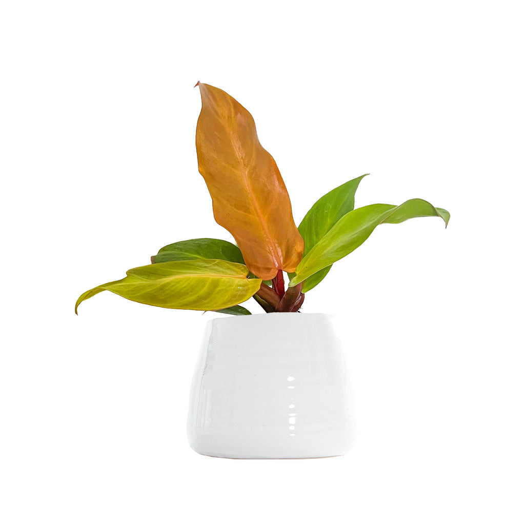 Philodendron McColley's Finale Small