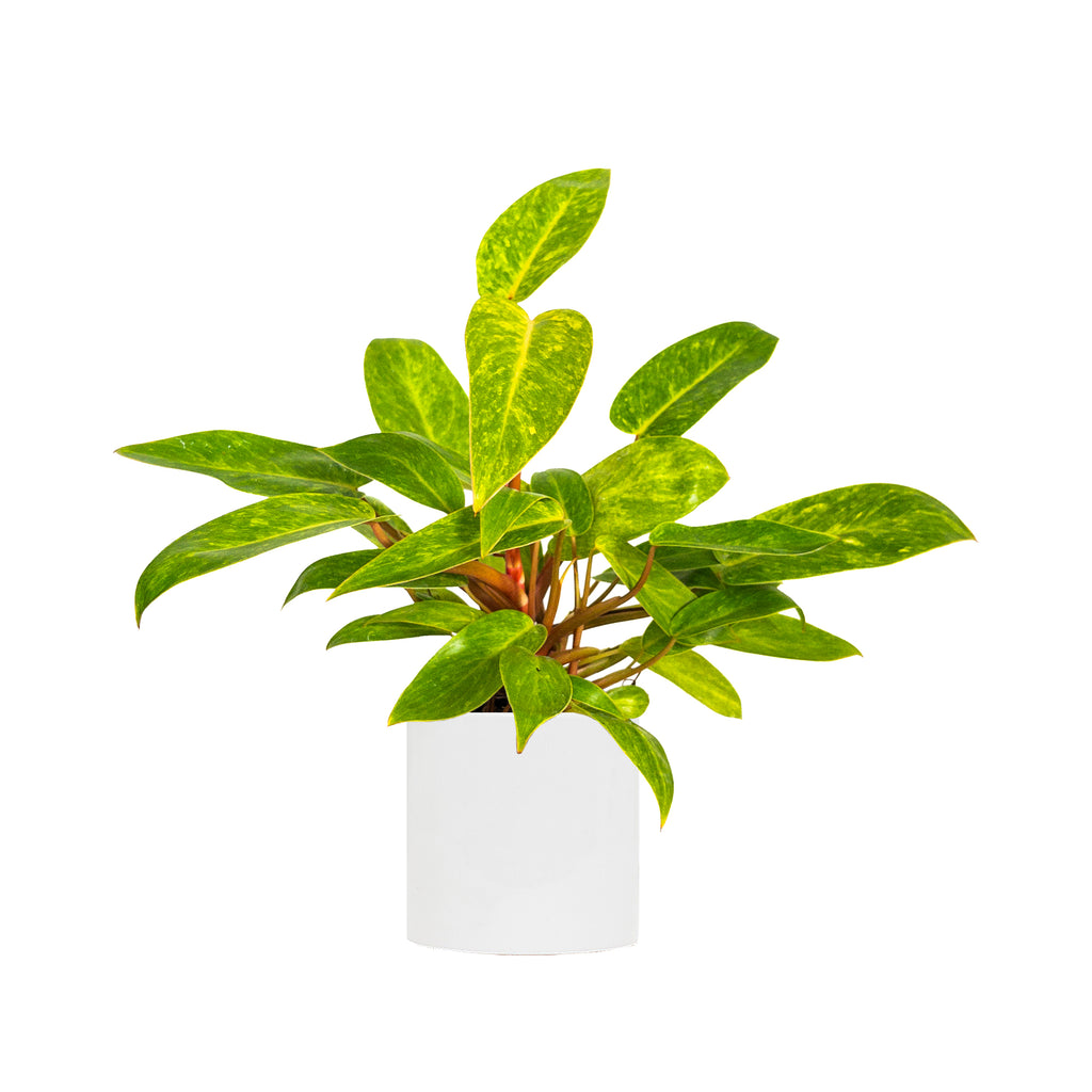 Philodendron Painted Lady Small