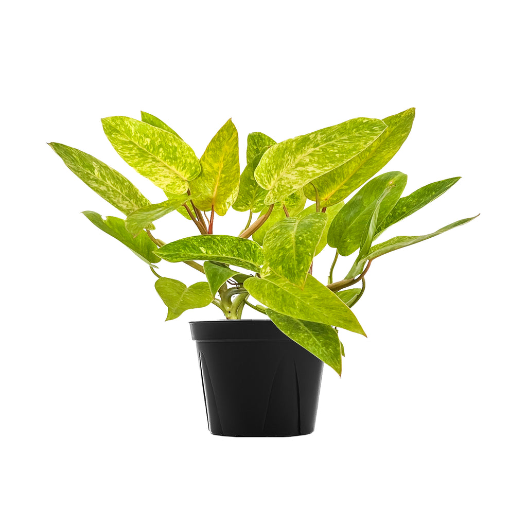 Philodendron Painted Lady Large