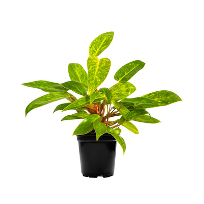 Philodendron Painted Lady Extra Large
