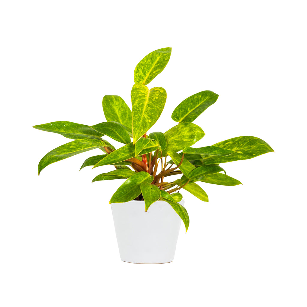 Philodendron Painted Lady Small