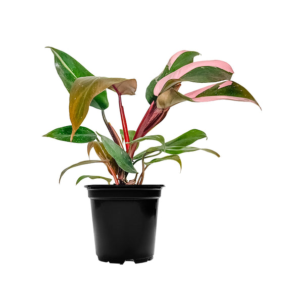 Philodendron Pink Princess Large