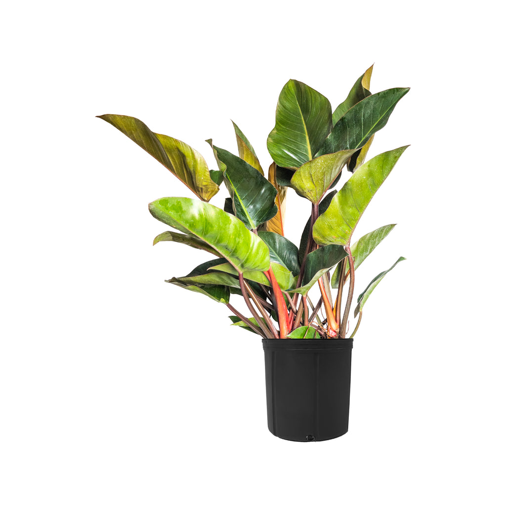Philodendron Red Congo Extra Large