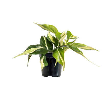 Philodendron Silver Stripe Extra Large